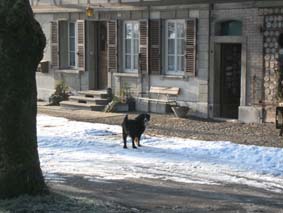 Berner Sennenhund